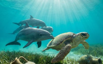 Specie animali di Lampedusa: delfini e tartarughe